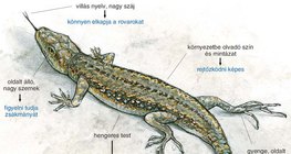 Mi segíti a fali gyíkot tápláléka felfedezésében és megszerzésében?