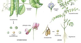 A borsó és a lencse felépítése