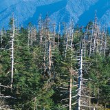 Šteta uzrokovana kiselom kišom