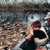 Water pollution is harmful for the environment