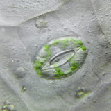 Plant stoma
