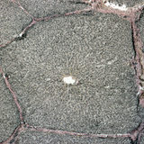 Májból készült metszet (sertés)