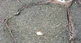 Májból készült metszet (sertés)