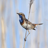 Bluethroat