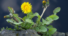 Gyermekláncfű (pitypang)