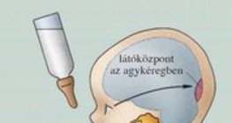 A feltételes reflex kialakulása