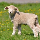 Lamb