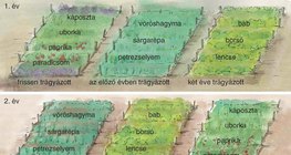 Vetésforgó a veteményeskertben