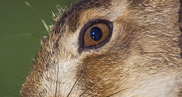Nyúl portréja
