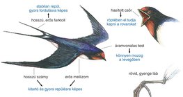 A fecske felépítése