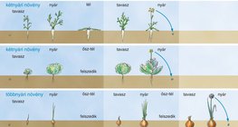 Egynyári, kétnyári és többnyári növények