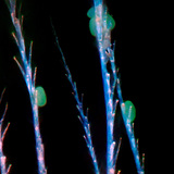 Honey bee chitin hair with pollen