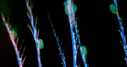 Háziméh elágazó kitinszőrei, amelyekre ráragadtak virágporszemek