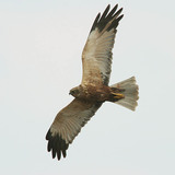 Western marsh harrier in flight