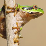 Tree frog