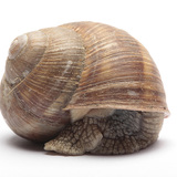 Roman snail