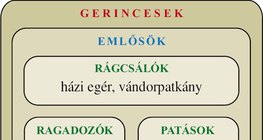 Ábra: Gerincesek: emlősök, madarak