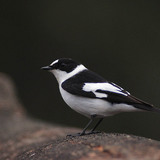 Collared flycatcher