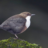 White-throated dipper