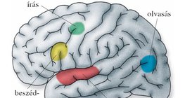 Agykérgi központok a megismerés szolgálatában