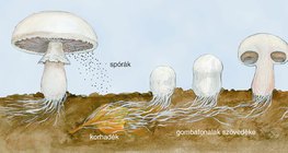 A gombák szaporodása 