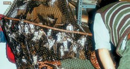 Hálóval befogott fecskék lábának gyűrűzése