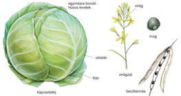 A káposzta felépítése
