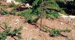 Csepegtető öntözés