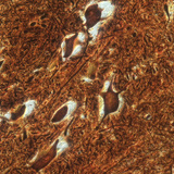 Živčane stanice u kralježničnoj moždini (govedo)