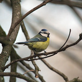 Eurasian blue tit