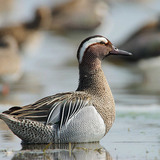 Garganey