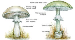 Az erdei csiperke és a gyilkos galóca