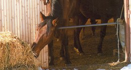 Szalmát falatozó ló