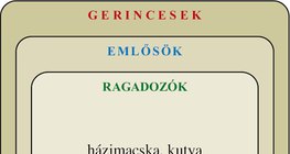Ábra: Gerincesek: emlősök