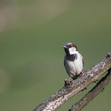 House sparrow (male)
