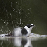 Collared flycatcher