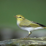 Wood warbler