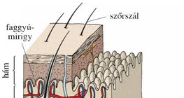 A bőr felépítése