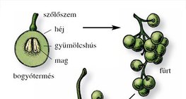A szőlőfürt felépítése