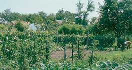 Növénytársítások