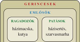 Ábra: Gerincesek: emlősök, madarak