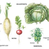 A káposzta rokonai