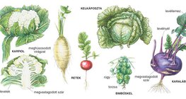 A káposzta rokonai