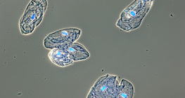 Az emberi szájüreget bélelő nyálkahártya sejtjei