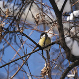 Great tit