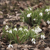 Common snowdrop
