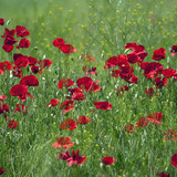 Poppies in a field