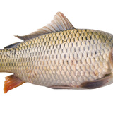 Carp