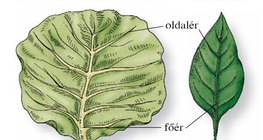 A fejes káposzta és a paprika levele