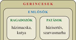 Ábra: Gerincesek: emlősök, madarak